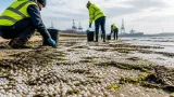 Nurdles wash up on Hartlepool beaches after Port of Tyne spill — calls for long-term plan