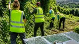 Winchester faces canopy loss and relies on volunteers to tackle invasive species