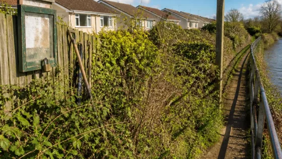 Weston-super-Mare residents demand action as brambles invade retirement gardens