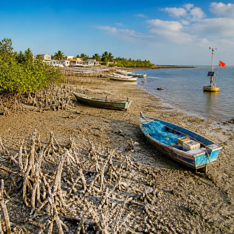UN warns El Niño and Indian Ocean Dipole could devastate mangroves, hitting jobs and coastal economies