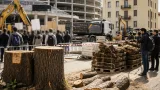 A Pordenone due cedri storici abbattuti per ampliare un parcheggio: tensione tra Comune e ambientalisti