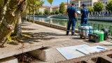 A Treviso l'ondata di insetti: cicale, blatte e grilli tra città e case