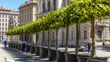 A Trieste 13 platani in fioriere per creare "isole di ombra" nel centro