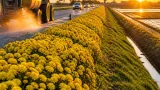 Alessandria: barriera naturale di crisantemi per difendere la città dalle zanzare migratorie