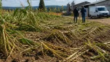 Allarme peste suina in Valle Bormida: allevamenti e coltivazioni sotto pressione