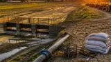 Allarme siccità e mercato: la risicoltura a Vercelli tra turnazioni e prezzi in caduta