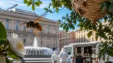 Allarme vespa velutina: avvistamenti in pieno centro a Genova, cresce la preoccupazione