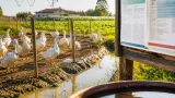 Allerta West Nile nella provincia di Treviso: positività rilevata anche in oche a Oderzo