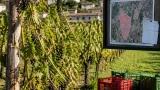 Avepa riduce le rese per la vendemmia 2026: colpite Tregnago, Mezzane e una zona di Verona
