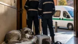 Bologna, cane abbandonato tre giorni in appartamento: denunciato il proprietario