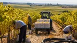 Caldo e siccità anticipano la vendemmia: la Bat affronta raccolte in anticipo e costi in aumento