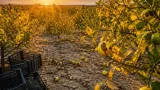 Caldo e siccità minacciano il bergamotto: allarme tra gli agricoltori del Reggino