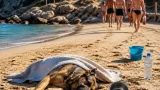 Cane in crisi di calore a Cala di Forno: soccorritori impotenti, proprietari scompaiono