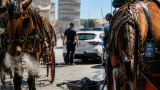 Carrozze con cavalli in attività a 37°C davanti alla Torre: polemica su regole e controlli