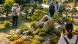 Catanzaro, apre il Giardino dell’Arte Bonsai: tre giorni di mostra e un nuovo spazio pubblico