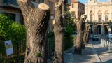 Chieti, Italia Nostra denuncia le capitozzature: rischio per alberi e qualità urbana