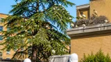 Colonia di ibis sacri nidifica sui tetti dell’ospedale Maggiore, scatta il coordinamento con la Provincia