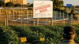 Consiglio di Stato conferma no al mega fotovoltaico: salvaguardia del suolo agricolo a Brindisi
