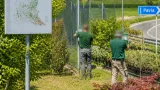 Cresce l'allarme per la Popillia japonica: Cia chiede più prevenzione in Lombardia