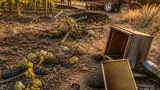 Fauna selvatica mette a rischio raccolti a Pomarance: danni a vigneti e colture