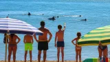 Foggia, avvistati delfini al largo della spiaggia di Marina di Lesina