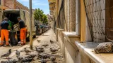 Foggia, emergenza piccioni nel Quartiere Ferrovia: residenti chiedono controlli e divieto di alimentazione
