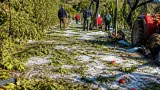 Grandine devasta coltivazioni in Valdaso: sindaci avviano richiesta per lo stato di emergenza