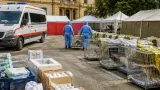 Lamezia, 300mila euro all’anno per i randagi: proposta accordo tra Comune e Asp