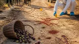Lecce, uomo di 72 anni trovato morto dopo aggressione di due rottweiler nelle campagne