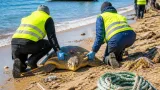 Liberata a Tortolì la tartaruga riabilitata dopo il salvataggio nel porto di Arbatax