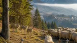 Lupi in aumento nel Bellunese: in cinque anni possibile espansione anche in pianura