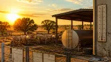 Maremma: produzione di latte in forte calo, allevatori tra caldo e prezzi bassi