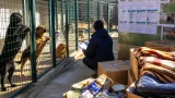 Novara, l'abbandono degli animali resta un problema: calo estivo ma numeri stabili tutto l'anno