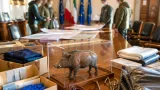 Provincia di Siena prepara piano preventivo contro la Peste Suina Africana, resta zona bianca