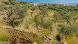 Quasi la metà degli oliveti liguri è abbandonata: allarme anche nell'imperiese