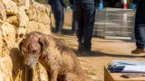 Ragusa, cane tenuto in catene per dieci anni: sequestrato e affidato a struttura sanitaria