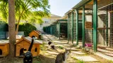 Rimini: pronta l'oasi felina di via Feleto, oltre 1.000 m² per la colonia dell’ex Caserma