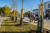 Rovigo, 29 nuovi alberi tra stazione e Parco Adigetto per riqualificare il centro