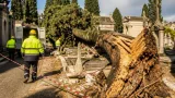 Salerno, crolla un cipresso al cimitero: danni alle sepolture e nuove misure comunali