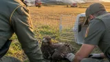 Salvata nell'agro di Mores un'aquila reale ferma da tre giorni, affidata ai veterinari di Bonassai