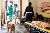 Savona, cani denutriti recuperati in via Boselli: uno muore, indagini in corso