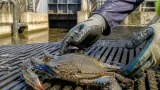 Scoperto un esemplare di granchio blu a Cento: allerta per specie invasiva risalita fino a 80 km
