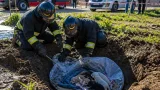 Sei cuccioli trovati sepolti vivi a Caulonia: indagini e appello del Comune