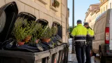 Sequestrate cinque piante di marijuana gettate nei cassonetti: un 52enne segnalato alla Prefettura