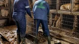 Sequestrati a Fiavè circa 30 cani: indagine dopo denunce dello Sportello Lav