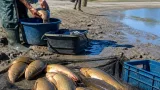 Siccità a Spilamberto: giovane pescatore salva 12 carpe da un laghetto quasi prosciugato