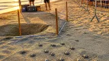 Sulla spiaggia di Latina nate le prime 20 tartarughe Caretta caretta: nido protetto e attesa per le altre uova