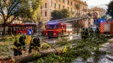 Temporale estivo su Roma e provincia: alberi caduti, 140 interventi dei Vigili del Fuoco