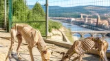 Terni, sequestrati due cani gravemente denutriti: denunciato il proprietario