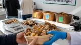 Ulss 2: controlli gratuiti sui funghi, quasi 200 kg scartati nel 2025